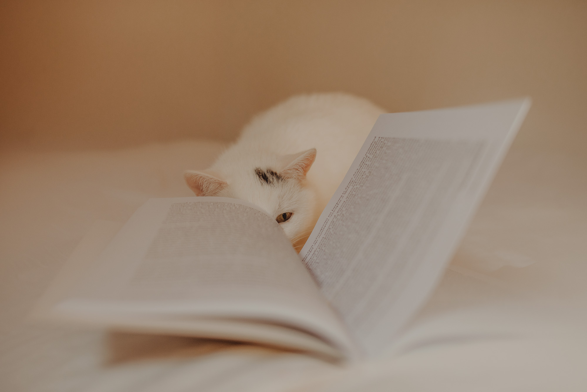 6 książek o kotach